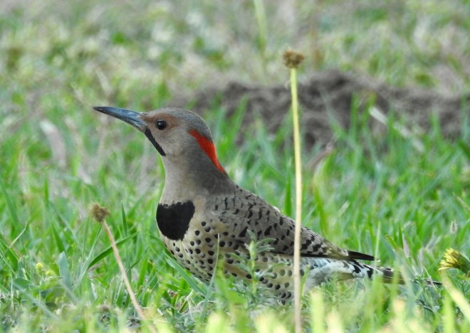 Northern Flicker-YS