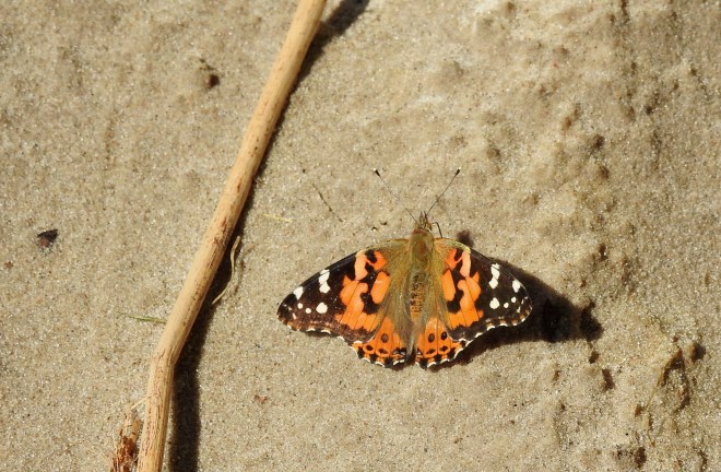 Painted Lady