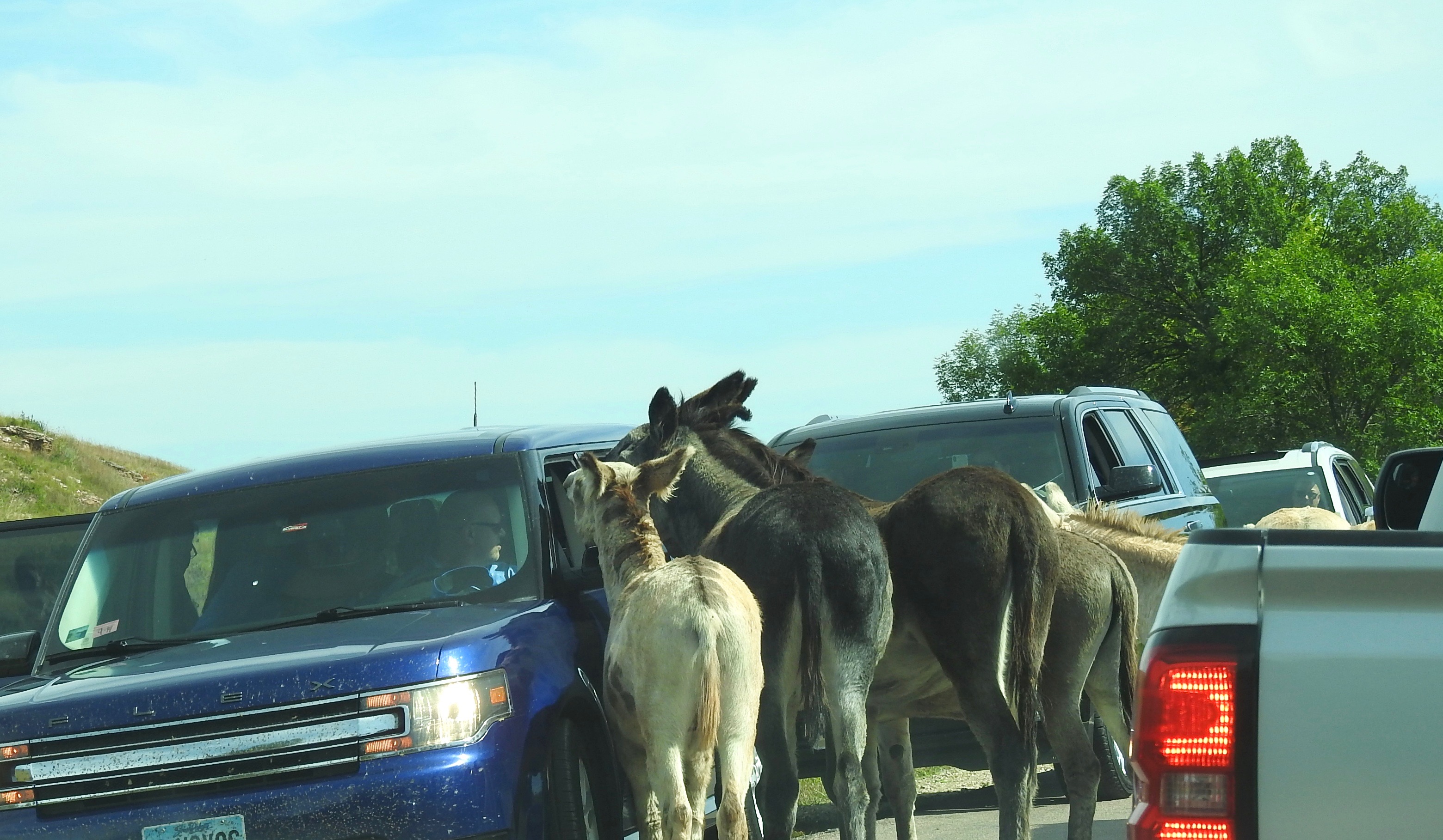 Please Don't Feed Animals