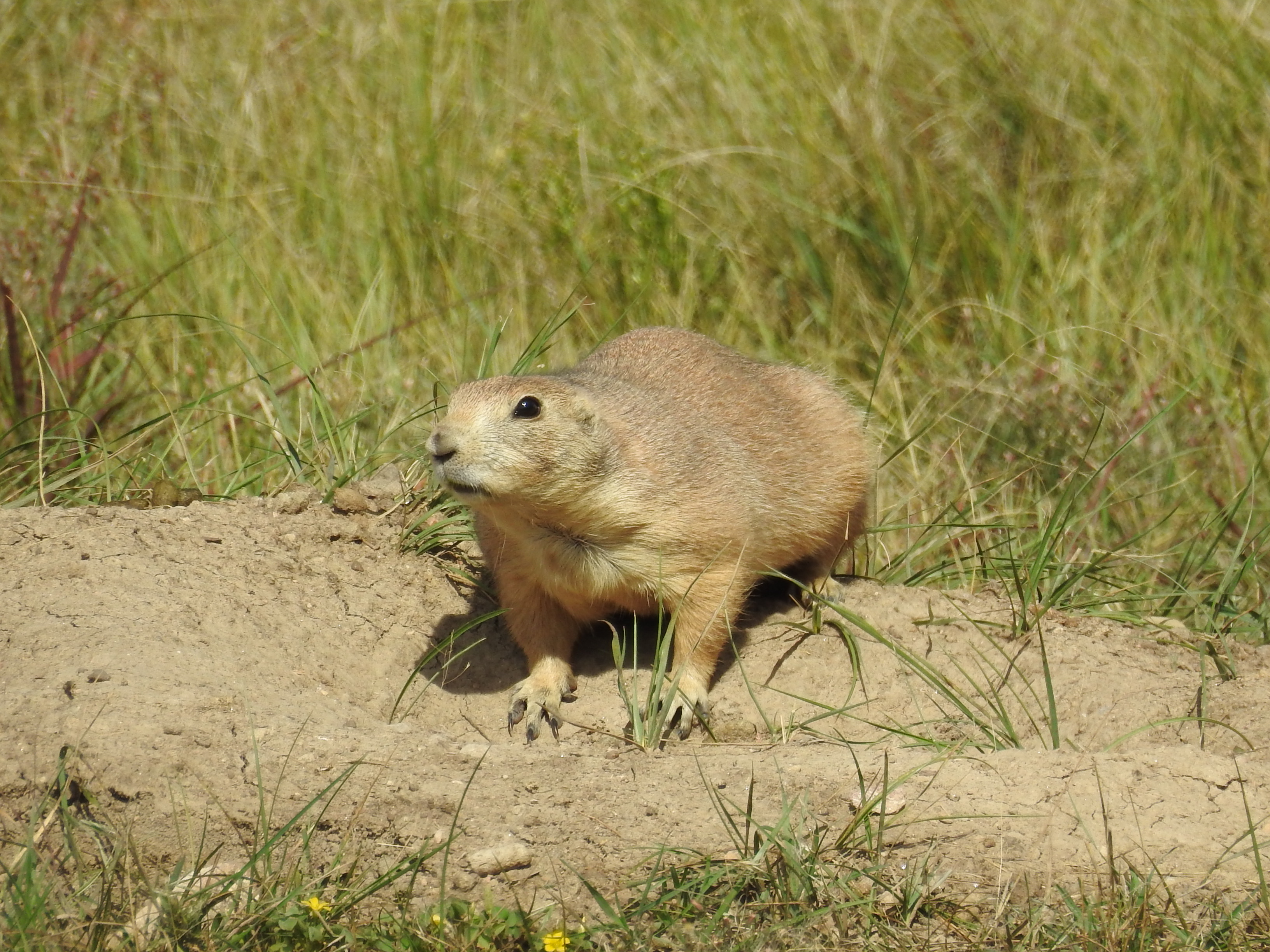 PrairieDog