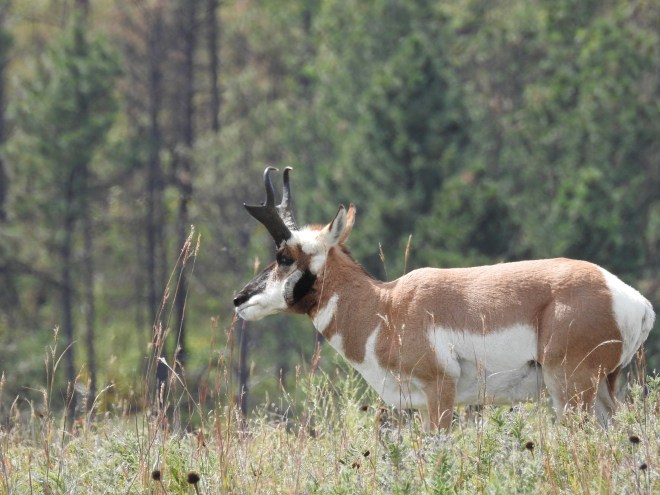 Pronghorn CSP