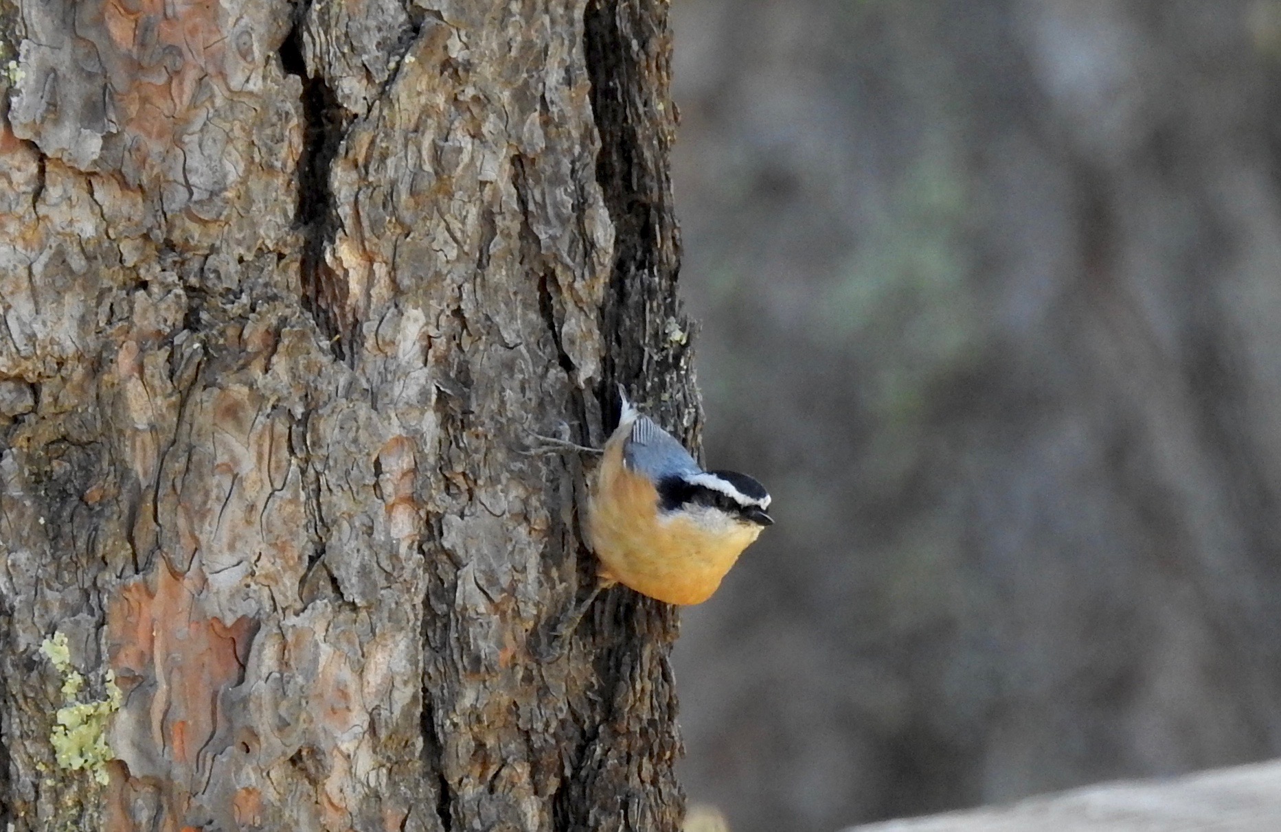 RB Nuthatch