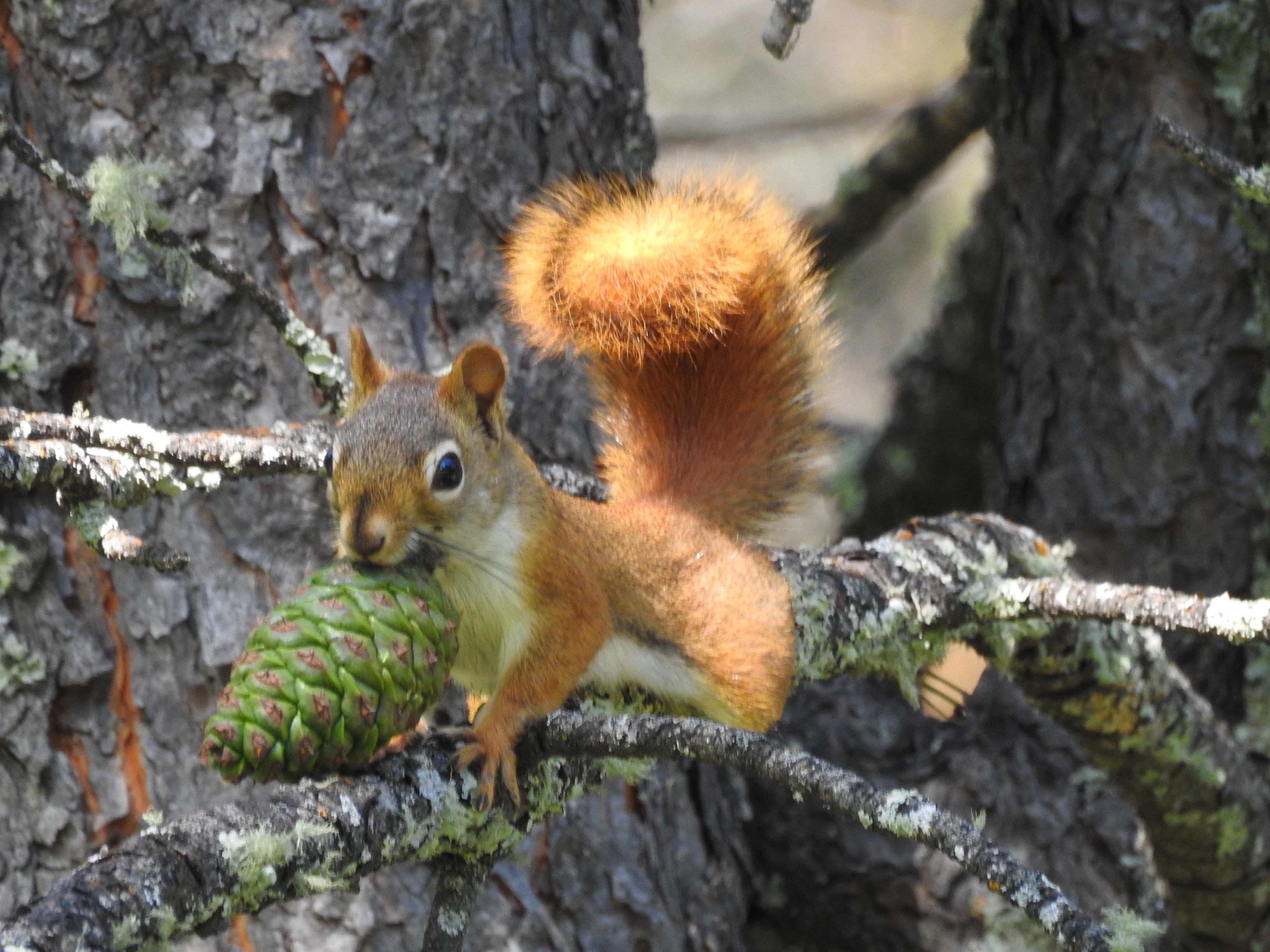 Red Squirrel Custer Mtn