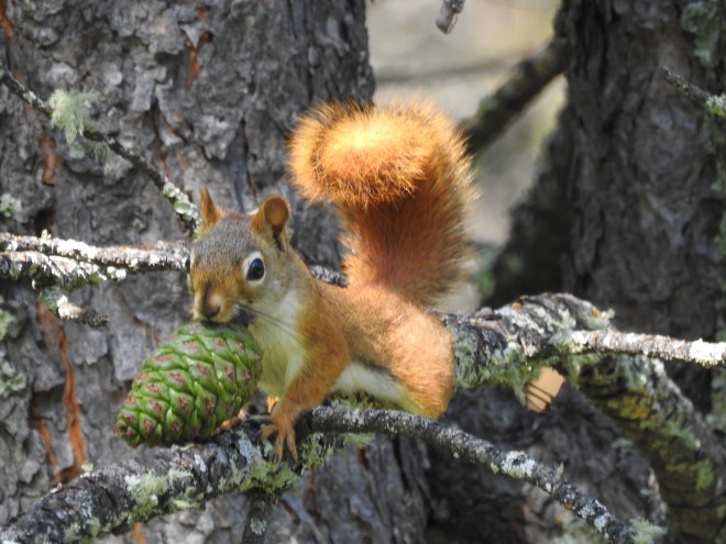Red Squirrel Custer Mtn
