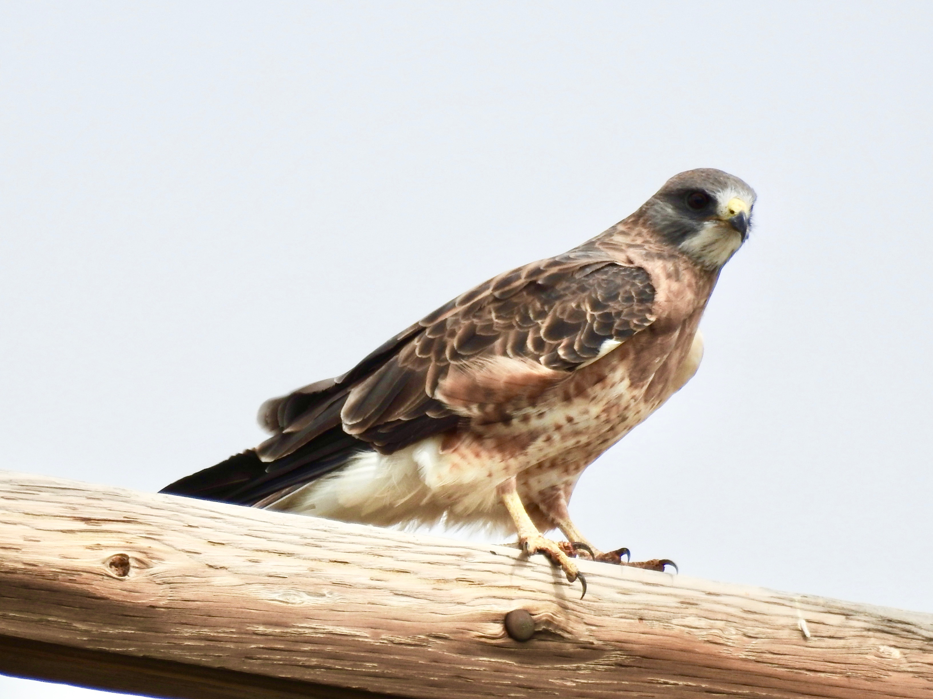 Swainson Hawk