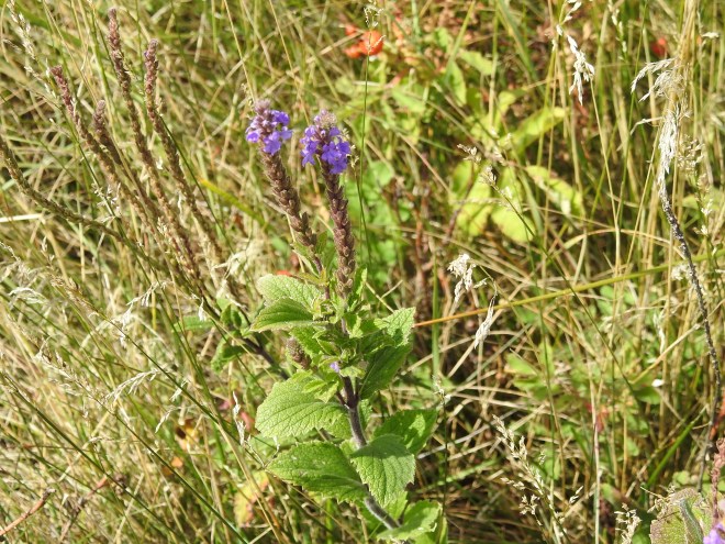 Verbena Stricta Wooly Verbena.jpg