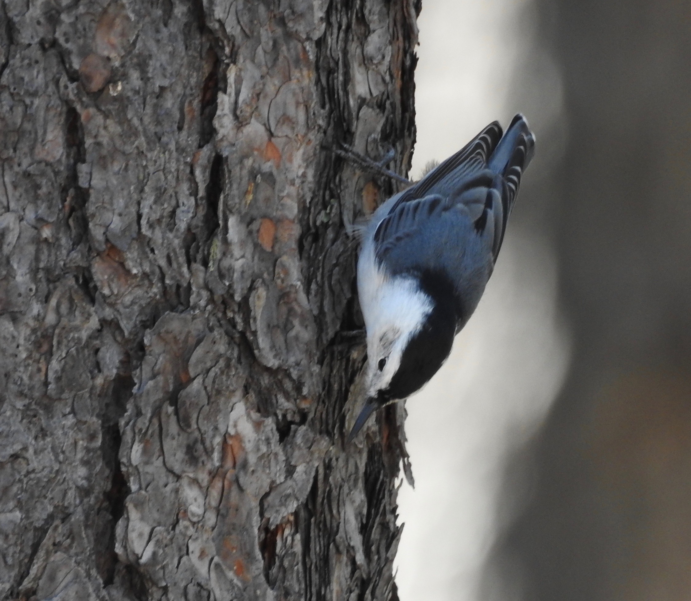 WB Nuthatch