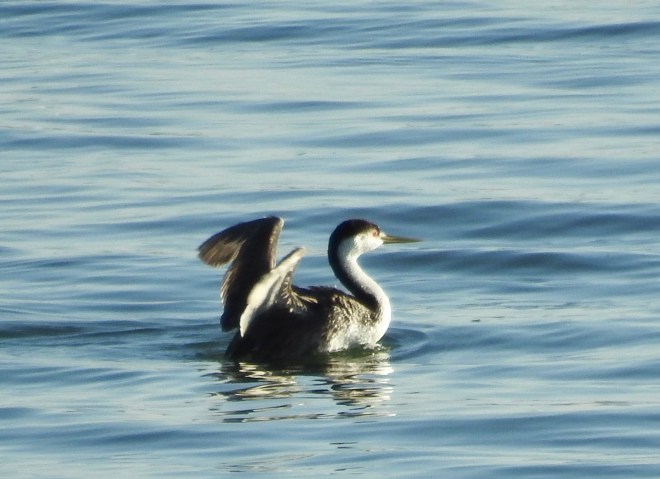 Western Grebe