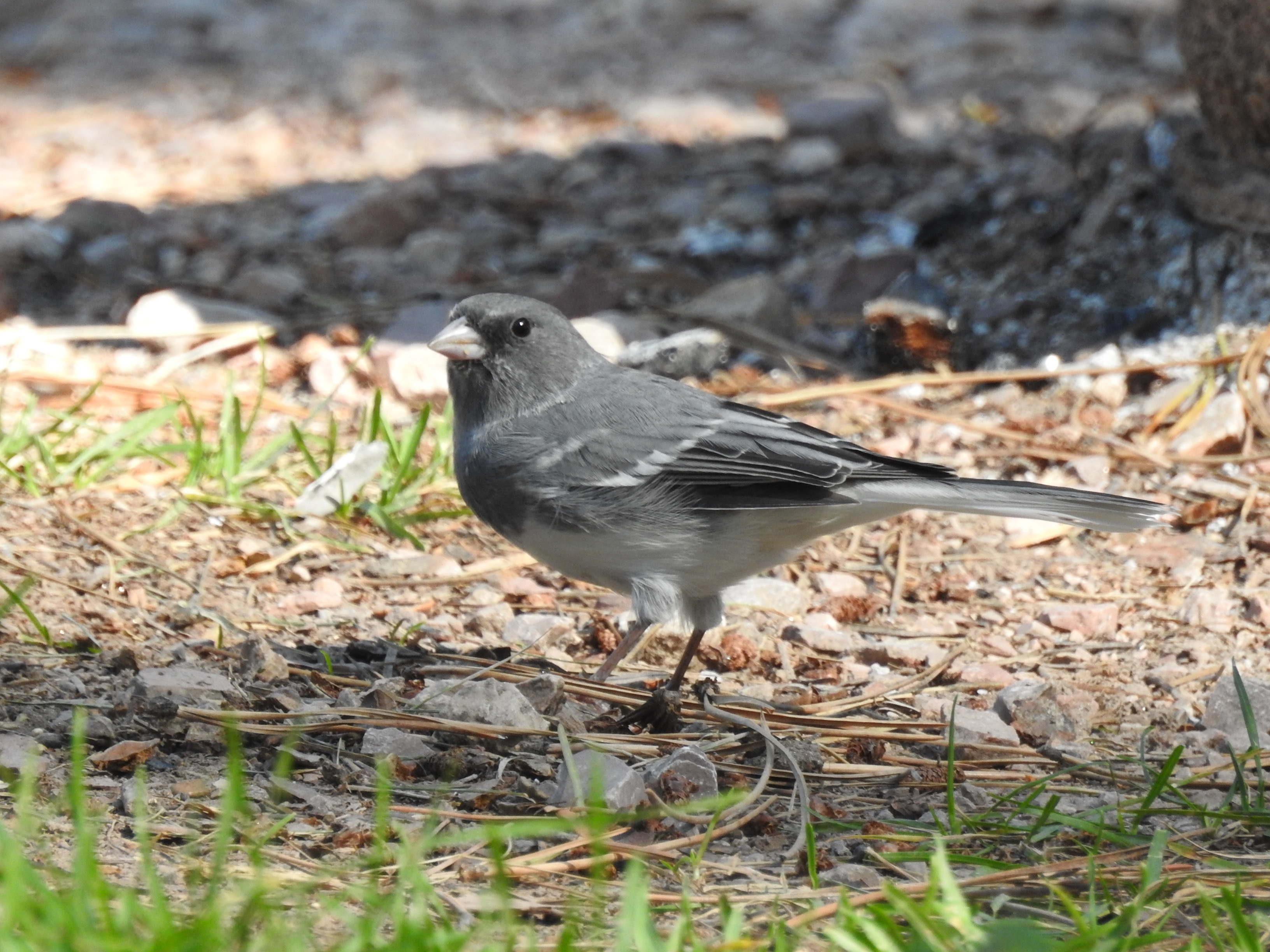 White-winged Junco