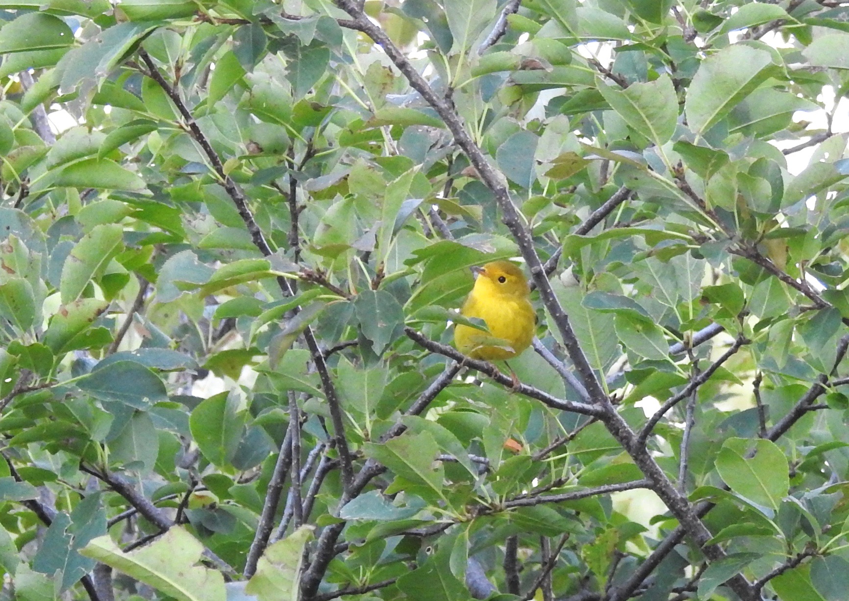 Wilson Warbler F