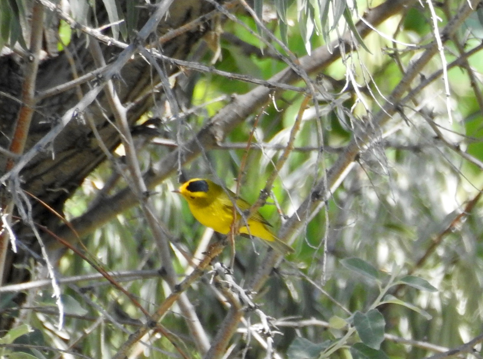 Wilson Warbler