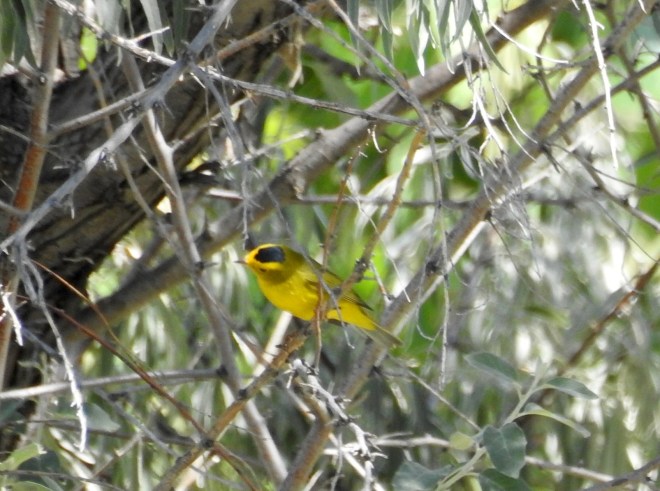 Wilson Warbler