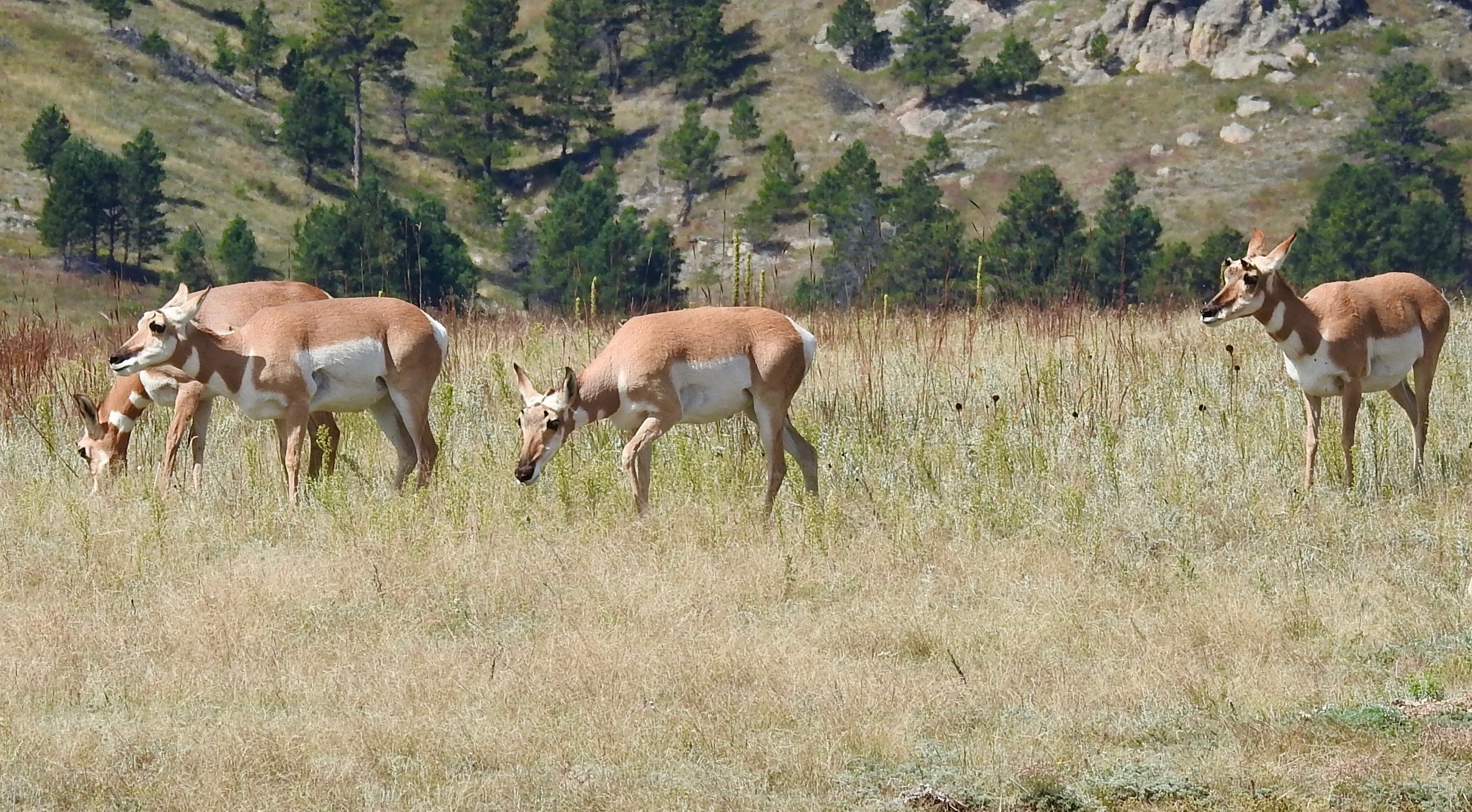 Wind Cave Pronghorn